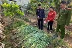 ‘Thu hoạch’ gần 1,5 tạ cần sa trong vườn rau của nhà dân ở Hải Phòng