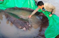 Bắt được cá nước ngọt lớn nhất thế giới trên sông Mê Kông