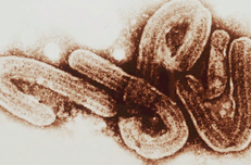 Cảnh báo đợt bùng phát virus Marburg, tỷ lệ tử vong lên tới 88%