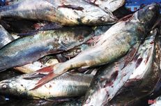 Loại cá xưa dành cho người nghèo, giờ trở thành đặc sản nổi tiếng xuất hiện trong nhà hàng, 220.000 đồng/kg