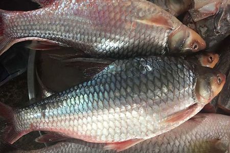 Loại cá có tên độc lạ, xưa đầy không ai ăn, giờ trở thành đặc sản khan hiếm, 400.000 đồng/kg