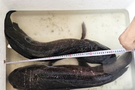 Người dân miền Tây bắt được cặp cá lóc ‘khủng’ gần 14 kg khi tát ao