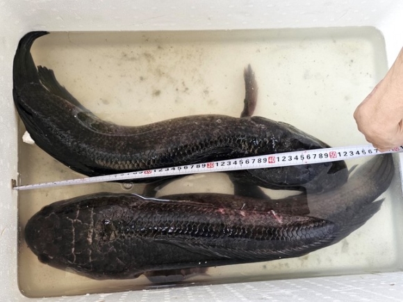 Người dân miền Tây bắt được cặp cá lóc ‘khủng’ gần 14 kg khi tát ao ảnh 1