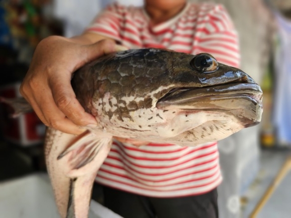 Người dân miền Tây bắt được cặp cá lóc ‘khủng’ gần 14 kg khi tát ao ảnh 3