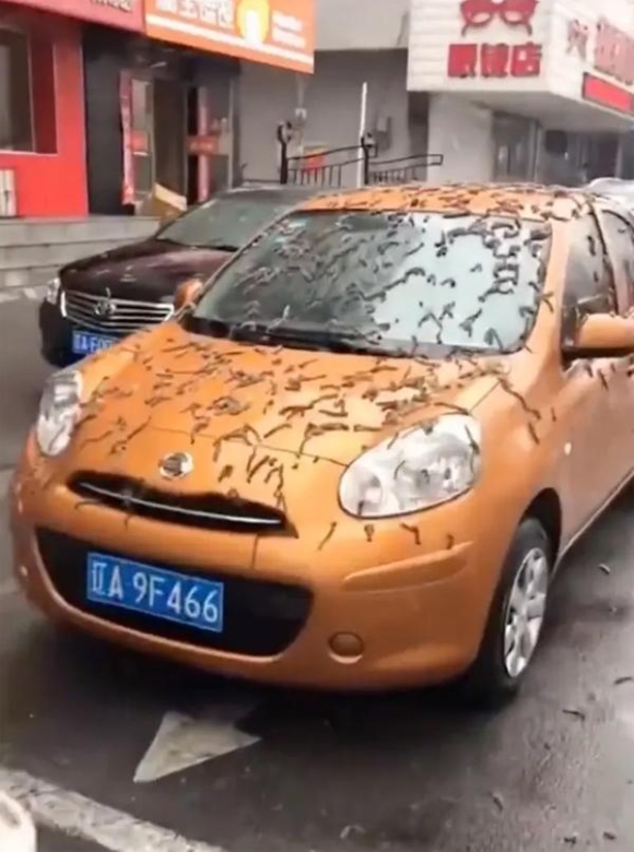 Clip: Hãi hùng mưa giun bò lúc nhúc phủ kín đường phố Trung Quốc-1