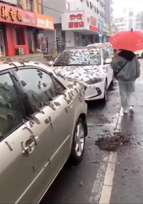 Clip: Hãi hùng mưa giun bò lúc nhúc phủ kín đường phố Trung Quốc-2